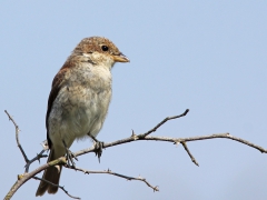 En ung törnskata (Lanius collurio, Red-backed Shrike) på Skanholm,  Senoren.