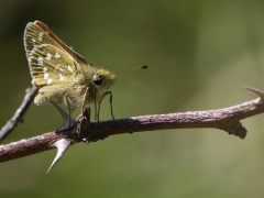 Den rödlistade mindre tåtelsmygaren (Thymelicus lineola, Essex Skipper) ses ofta här. Västernäs, Senoren.