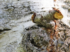 Oxhuvudspinnare (Phalera bucephala, Buff Tip) blir en osynlig björkkvist. Västernäs, Senoren.