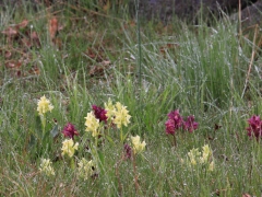 Adam och Eva (Dactylorhiza latifolia) Elder-flowered Orchid blommar för fullt. Senoren, Ramdala.