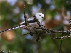 Stjärtmesen (Aegithalos caudatus) Long-tailed Tit är en av favoriterna