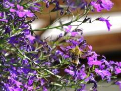 Humlelik dagsvärmare (Humaris fuciformis, Broad-bordered Bee Hawkmoth) Västernäs, Senoren.