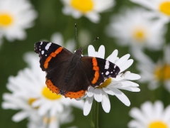 Amiralen (Vanessa atalanta, Red Admiral) brukar komma i juli. Västernäs, Senoren.