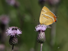 Eldsnabbvinge (Thecla betulae, Brown Hairstreak) Västernäs, Senoren.