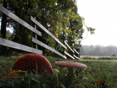 Röd flugsvamp (Amanita muscaria) Fly Agaric