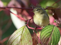 Lövsångare (Phylloscopus trochilus) Willow Warbler