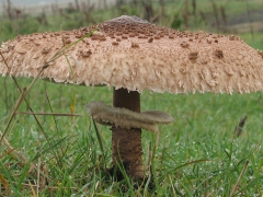 Stolt fjällskivling (Macrolepiota procera) Parasol Mushroom