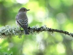 Svartvit flugsnappare (Ficedula hypoleuka hona) Pied Flycatcher häckar vid stugan