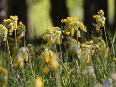 Gullvivan (Primula veris) Cowslip blommar flitigt på våren. Senoren, Ramdala.