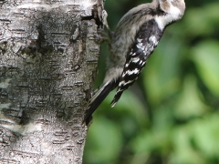 Mindre hackspett (Dendrockopos minor, Lesser Spotted  Woodpecker) En av de fem hackspettsarter som är sedda ochfotade på tomten.