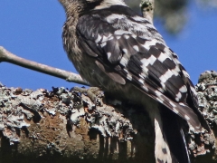 Mindre hackspett (Dendrockopos minor, Lesser Spotted  Woodpecker) En av de fem hackspettsarter som är sedda ochfotade på tomten.