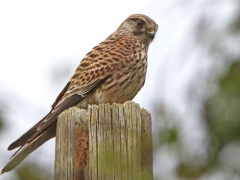 Tornfalk (Falco tinnunculus, Common Kestrel) Västernäs, Ramdala, Bl.