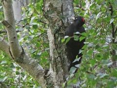 Spillkråka, hane (Dryocopus martius, Black Woodpecker) En av de fem hackspettsarter som är sedda och fotade på tomten.
