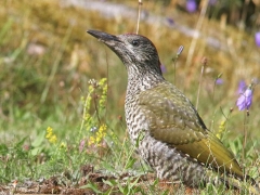 Gröngöling, 1k( European Green Woodpecker) En av de fem hackspettsarter som är sedda och fotade  på tomten.