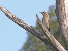 Göktyta (Jynx torquilla, European Wryneck) Den femte hackspettarten som är sedd men fotot är från Tothamns udde.