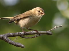 Gransångaren (Phylloscopus collybita) har blivit allt vanligare. Sången är ett ihärdigt upprepat chiff, chaff som lett till det engelska namnet Common Chiffchaff.