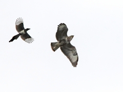 Ormvråk (Buteo buteo, Common Buzzard) uppvaktad av en upprörd skata (Pica pica, Common Magpie) Västernäs, Senoren.