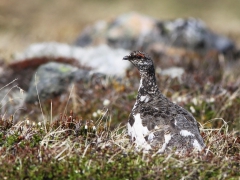 Fjällripa, hane (Lagopus muta, Rock Ptarmigan) Njulla, Abisko, Tlm.