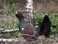 Tjäder hane (Tetrao urugallus, Western Capercaillie) Rydaholm, Sm.