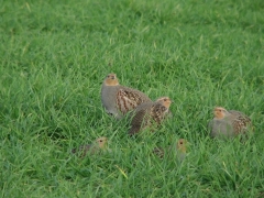 Rapphöna (Perdix perdix, Grey Partridge) Vanneberga, Sk.