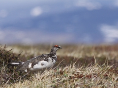 Fjällripa, hane (Lagopus muta, Rock Ptarmigan) Njulla, Abisko, Tlm.