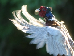 Fasan, hane (Phasianuscolchius, Common Pheasant) Åhus.