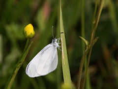 Ängsvitvinge (Leptidea reali, Réal's Wood White) Dalhem, Sm.