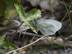 Skogsvitvinge (Leptidea sinapis, Wood White) Grinduga, Gävle, Gstr.