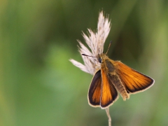 Mindre tåtelsmygareT(hymelicus lineola, Essex Skipper) Biparadiset, Bokhultets NR, Växjö, Sm.