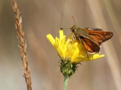 Silversmygare (Hesperia comma, Silver-spotted Skipper) Skanholmen V. Skällö, Blekinge.