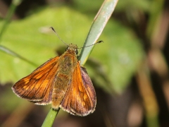 Ängssmygare hona (Ochlodes sylvanus, Large Skipper) Västenäs, Ramdala, Blekinge.