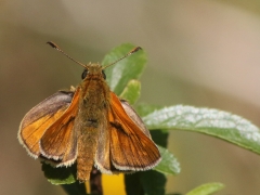 Mindre tåtelsmygareT(hymelicus lineola, Essex Skipper).