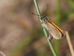 Mindre tåtelsmygare, äggläggande.T(hymelicus lineola, Essex Skipper) Biparadiset, Bokhultets NR, Växjö, Sm.