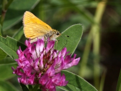 Ängssmygare (Ochlodes sylvanus, Large Skipper) Biparadiset, Bokhultet NR, Växjö.