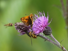 Ängssmygare (Ochlodes sylvanus, Large Skipper) Hunneröds mosse, Börringe, Skåne.