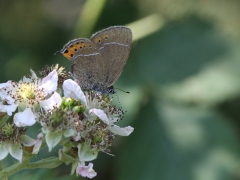 Busksnabbvinge (Satyrium pruni, Black Hairstreak) Dold lokal, Sk.