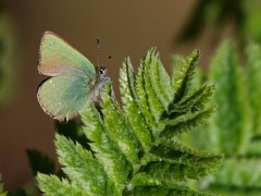 Grönsnabbvinge (Callophrys rubi, Green Hairstreak) Vanneberga, Kristianstad, Sk.