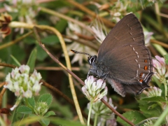 Krattsnabbvinge (Satyrium ilicis Ilex, Hairstreak) Lesvos, Grekland.