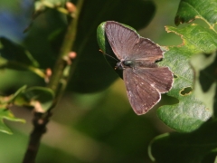 Eksnabbvinge (Favonius quercus, Purple Hairstreak) Aspö, Bl.