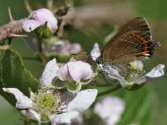 Busksnabbvinge (Satyrium pruni, Black Hairstreak) Dold lokal, Sk.