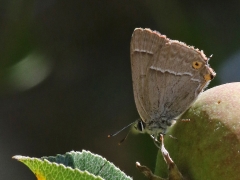 Eksnabbvinge (Favonius quercus, Purple Hairstreak) Söder, Växjö, Sm.