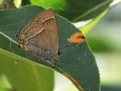 Eksnabbvinge (Favonius quercus, Purple Hairstreak) Söder, Växjö, Sm.