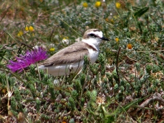 Svartbent strandpipare (Charadrius alexandrinus, Kentish Plover). Playa de Los Lances.