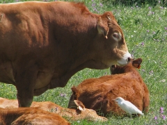 Kohäger (Bubulcus ibis, Cattle Egret) gör verkligen skäl för namnet!