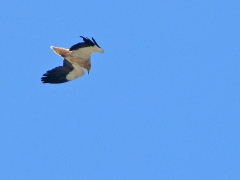 Smutsgam( Neuphron percnopterus, Egyptian Vulture ) vid Sierra de la Plata.