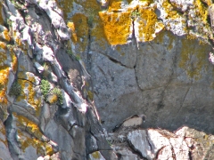 Gåsgam (Gyps fulvus, Eur. Griffon Vulture) på bo. Sierra de la Plata.