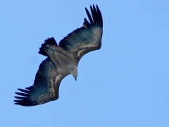 Gåsgam (Gyps fulvus, Eur. Griffon Vulture).