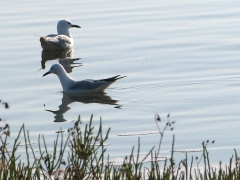 Långnäbbad mås (Chroicocephalus philadelphia, Slenderbilled Gull).