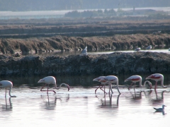 Större flamingo (Phoenicopterus roseus, Greater Flamingo).