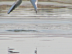 Långnäbbad mås (Chroicocephalus philadelphia, Slenderbilled Gull).